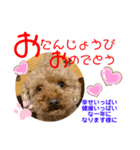 トイプードル（晴明）5（個別スタンプ：10）