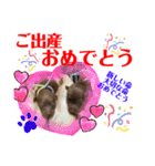 トイプードル（晴明）5（個別スタンプ：15）