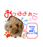トイプードル（晴明）5（個別スタンプ：16）