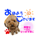 トイプードル（晴明）5（個別スタンプ：17）