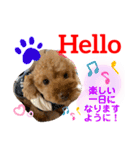 トイプードル（晴明）5（個別スタンプ：20）