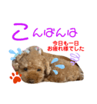 トイプードル（晴明）5（個別スタンプ：21）