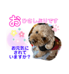 トイプードル（晴明）5（個別スタンプ：23）