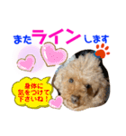 トイプードル（晴明）5（個別スタンプ：25）
