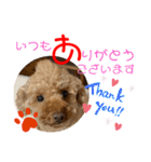 トイプードル（晴明）5（個別スタンプ：26）