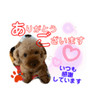 トイプードル（晴明）5（個別スタンプ：27）