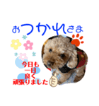 トイプードル（晴明）5（個別スタンプ：30）