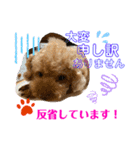 トイプードル（晴明）5（個別スタンプ：33）