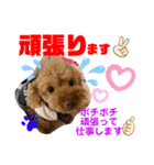 トイプードル（晴明）5（個別スタンプ：36）