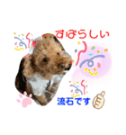 トイプードル（晴明）5（個別スタンプ：37）