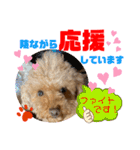 トイプードル（晴明）5（個別スタンプ：38）