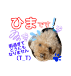 トイプードル（晴明）5（個別スタンプ：40）