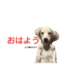 関西弁混じりのほくほくのイッヌ（個別スタンプ：1）