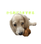 関西弁混じりのほくほくのイッヌ（個別スタンプ：3）