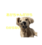 関西弁混じりのほくほくのイッヌ（個別スタンプ：11）