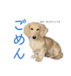 関西弁混じりのほくほくのイッヌ（個別スタンプ：20）