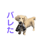 関西弁混じりのほくほくのイッヌ（個別スタンプ：21）