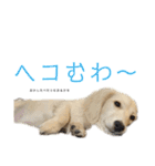 関西弁混じりのほくほくのイッヌ（個別スタンプ：29）