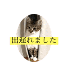 じゅぴた3（個別スタンプ：2）