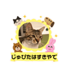 じゅぴた3（個別スタンプ：4）