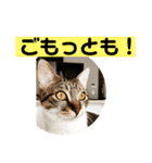 じゅぴた3（個別スタンプ：9）