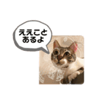 じゅぴた3（個別スタンプ：23）