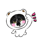 ほごにゃんこちぃにゃん（個別スタンプ：3）