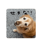 ゴールデンレトリバーのバディ（個別スタンプ：7）