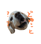 ゴールデンレトリバーのバディ（個別スタンプ：9）