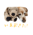 ゴールデンレトリバーのバディ（個別スタンプ：10）