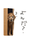 ゴールデンレトリバーのバディ（個別スタンプ：14）
