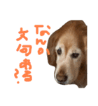 ゴールデンレトリバーのバディ（個別スタンプ：17）