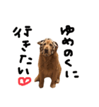 ゴールデンレトリバーのバディ（個別スタンプ：18）