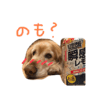 ゴールデンレトリバーのバディ（個別スタンプ：20）