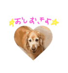 ゴールデンレトリバーのバディ（個別スタンプ：22）