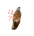 愛想の悪いぽんたろー。（個別スタンプ：2）
