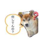 愛想の悪いぽんたろー。（個別スタンプ：9）