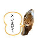 愛想の悪いぽんたろー。（個別スタンプ：10）