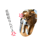 愛想の悪いぽんたろー。（個別スタンプ：27）
