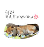 愛想の悪いぽんたろー。（個別スタンプ：31）
