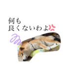 愛想の悪いぽんたろー。（個別スタンプ：32）