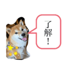 愛想の悪いぽんたろー。（個別スタンプ：39）