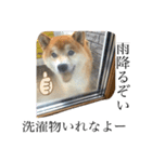 愛想の悪いぽんたろー。（個別スタンプ：40）