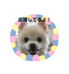 【ペコ】スタンプ2（個別スタンプ：11）