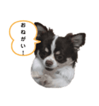 ガンコとアラコ❤️part2（個別スタンプ：3）
