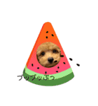 ウチのアモ君（個別スタンプ：14）
