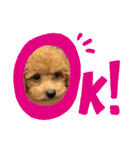 ウチのアモ君（個別スタンプ：16）
