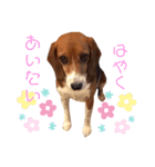愛するルーシー1（個別スタンプ：4）