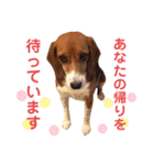 愛するルーシー1（個別スタンプ：9）