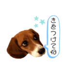愛するルーシー1（個別スタンプ：11）